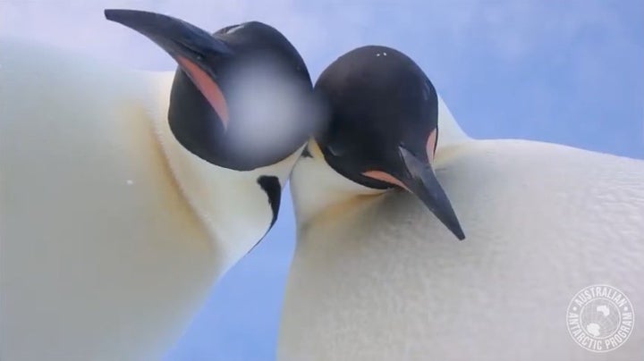 Penguins Find Their Moment In The Spotlight With A Video 'Selfie' | HuffPost Impact Penguins Find Their Moment In The Spotlight With A Video 'Selfie' | HuffPost Impact