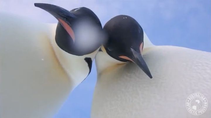 A screenshot of a video taken at the Auster Rookery in Antarctica. 