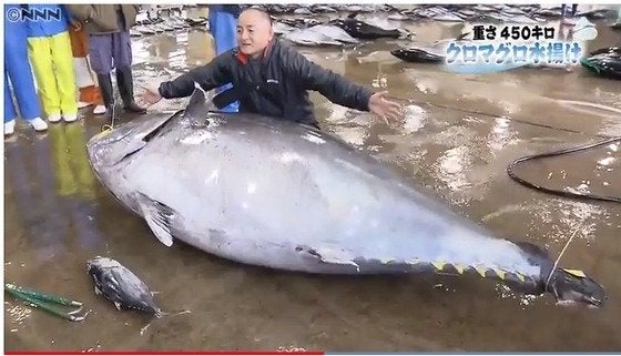 참치현 이미지