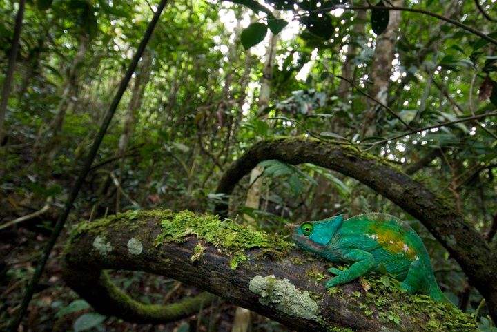 Climate change could make Amazon 'unrecognisable' as up to half of species face extinction.