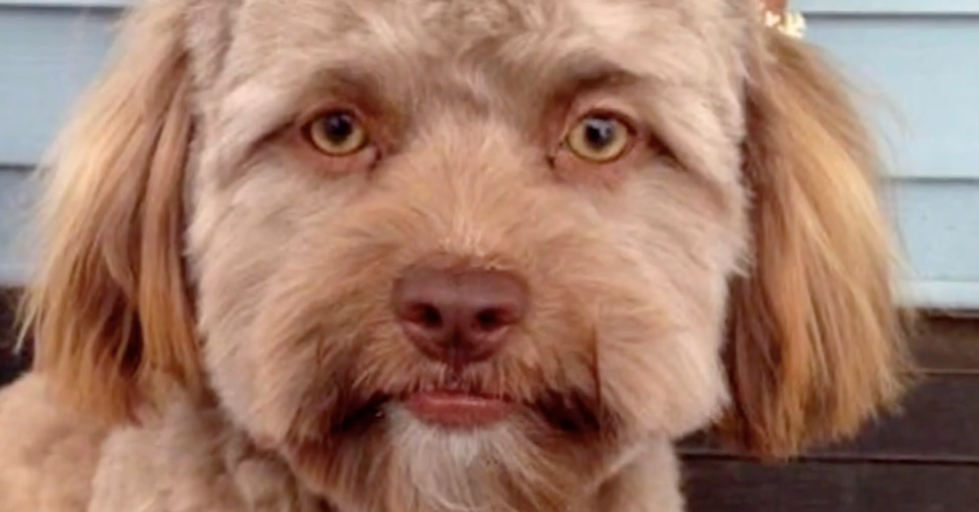 This Puppy With A Strangely Human Face Is Freaking Out The Internet ...