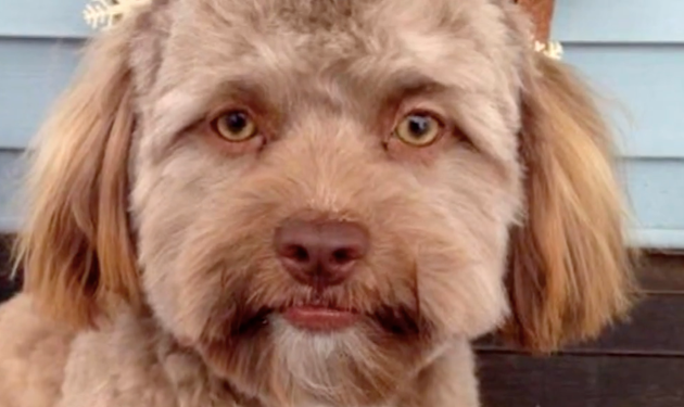This Puppy With A Strangely Human Face Is Freaking Out The Internet ...