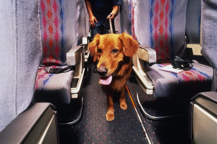 Transporting pets along the friendly skies can be risky business.