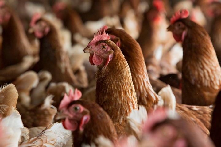 Chickens in a barn at a certified organic egg farm in Illinois.
