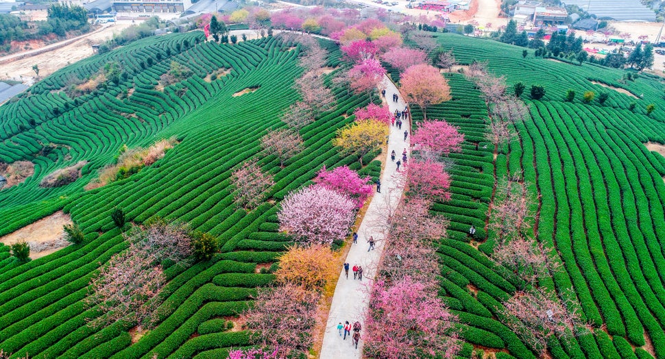Look At These Beautiful Cherry Blossoms Around The World HuffPost