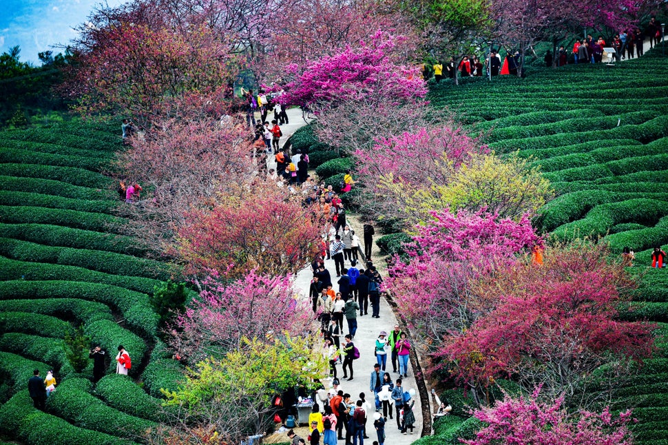 Look At These Beautiful Cherry Blossoms Around The World HuffPost