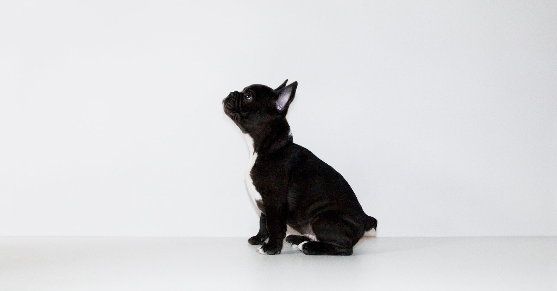 Senators Introduce Bill To Protect Animals After Dog Dies