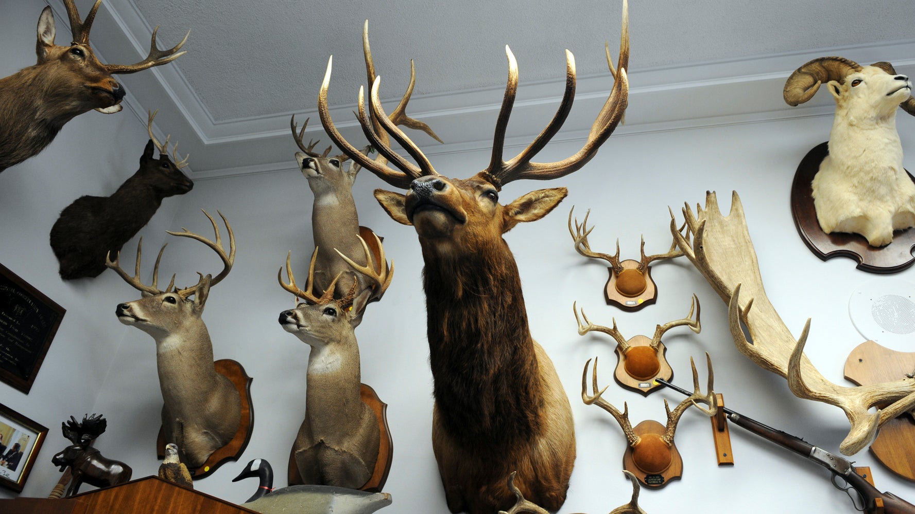 Trump's Wildlife Conservation Board Includes A Lot Of People Who Kill