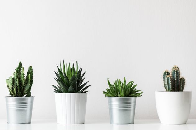 Why Millennials Love House  Plants  HuffPost UK