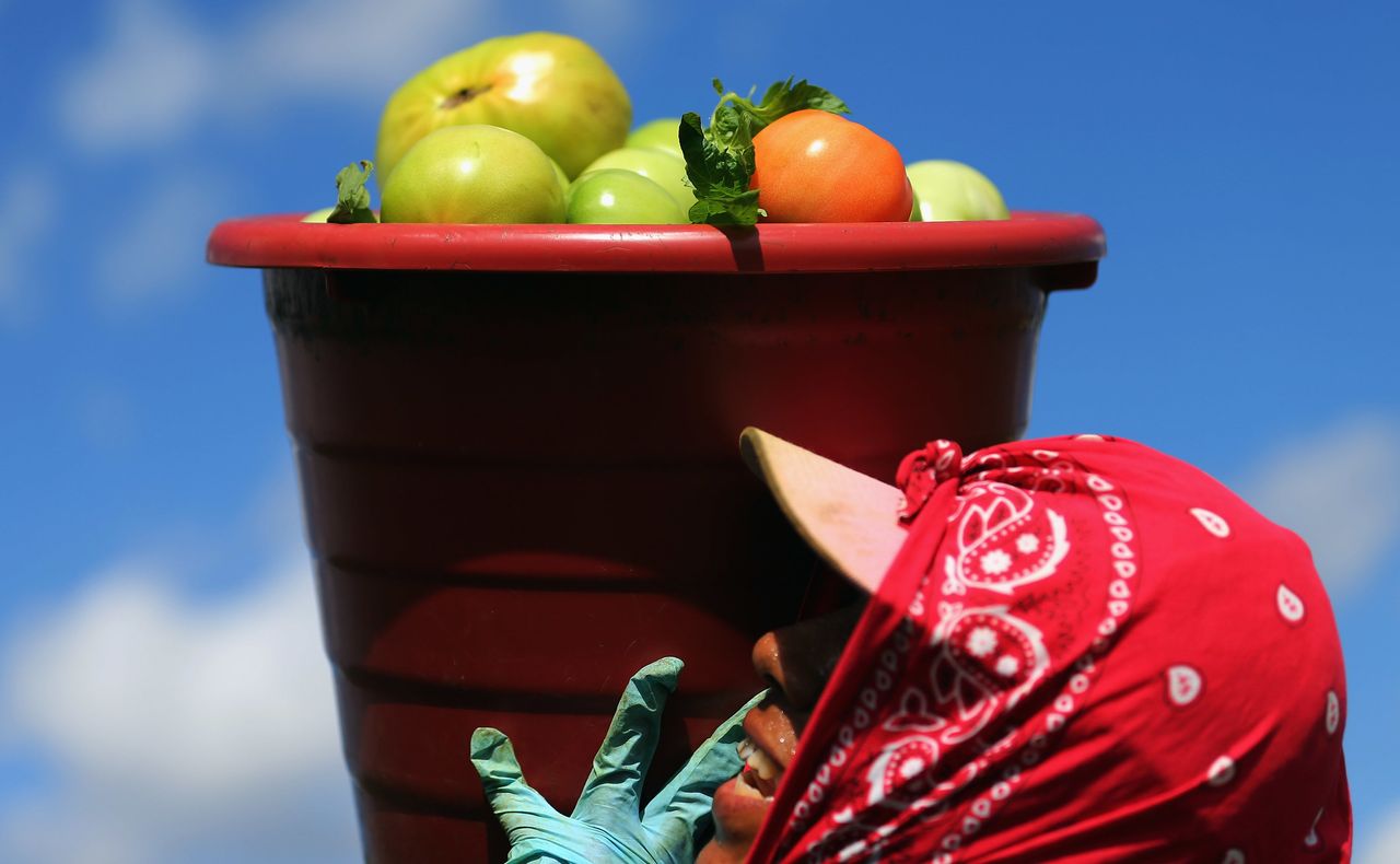 A worker carries a bucket of tomatoes in Florida City, Florida.