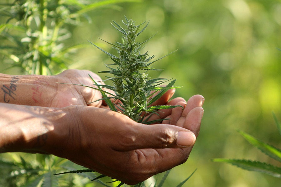 Women hold a greater percentage of executive leadership positions in the cannabis industry than the national average across all industries. 