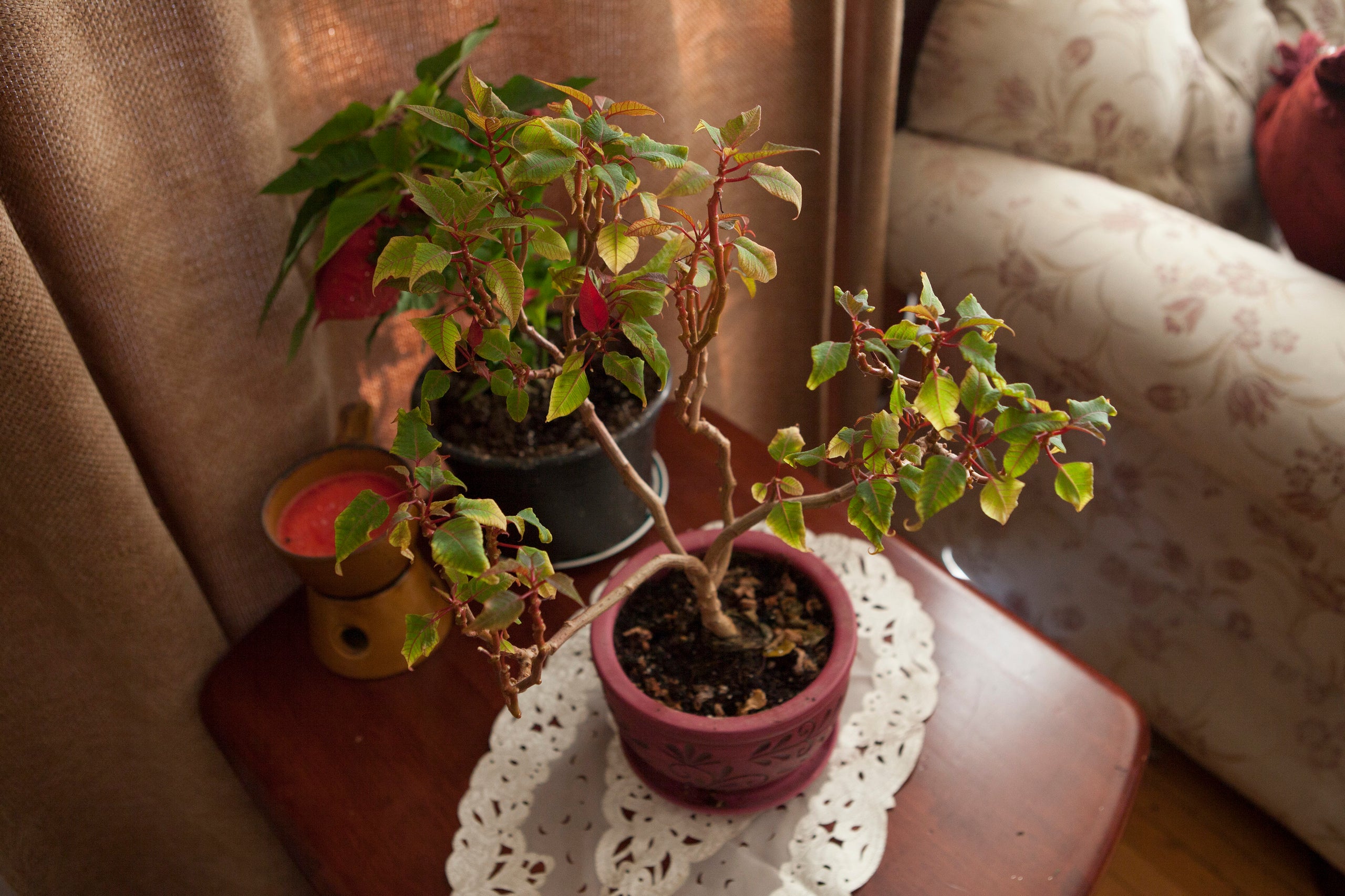One of Hilda's thriving plants in Toronto.