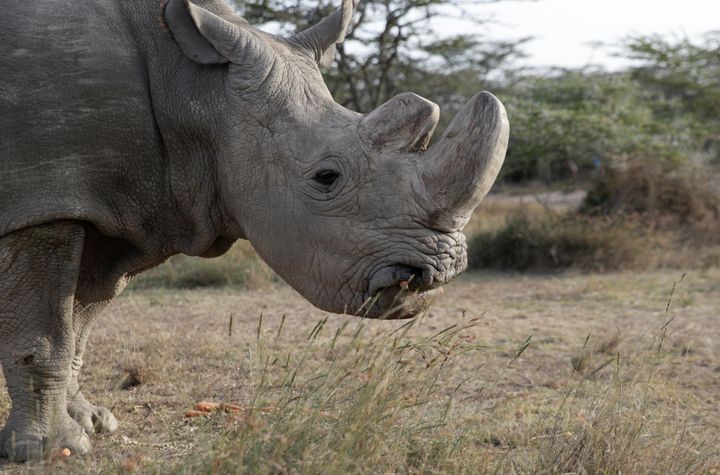 Sudan, the world's last male northern white rhino, has died 