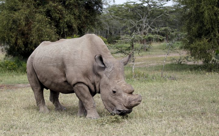 Sudan, pictured here in 2015, was euthanised due to age-related skin problems 