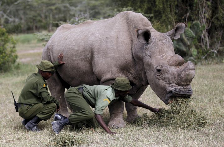 Only two female northern white rhinos remain