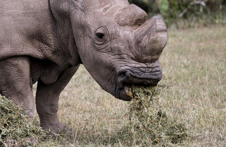 Sudan died at the age of 45, which is considered elderly for a rhino. 