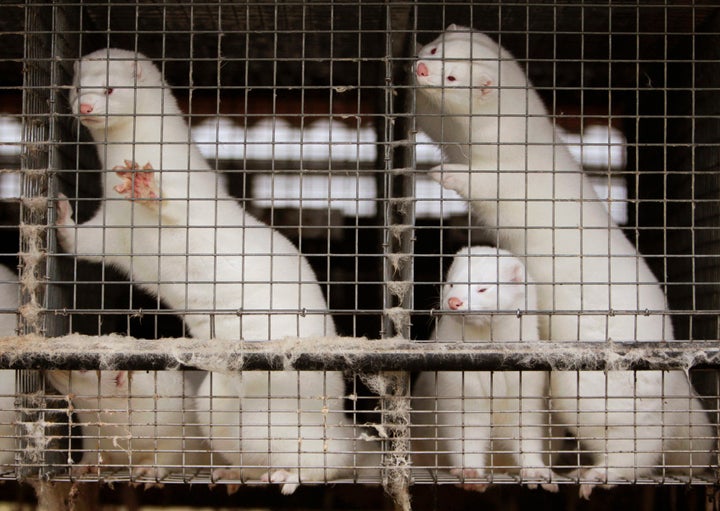 San Francisco City Supervisor Katy Tang, who sponsored the fur sale ban, expressed hope that the law will set an example for other cities. Minks are seen at a fur farm in Belarus.