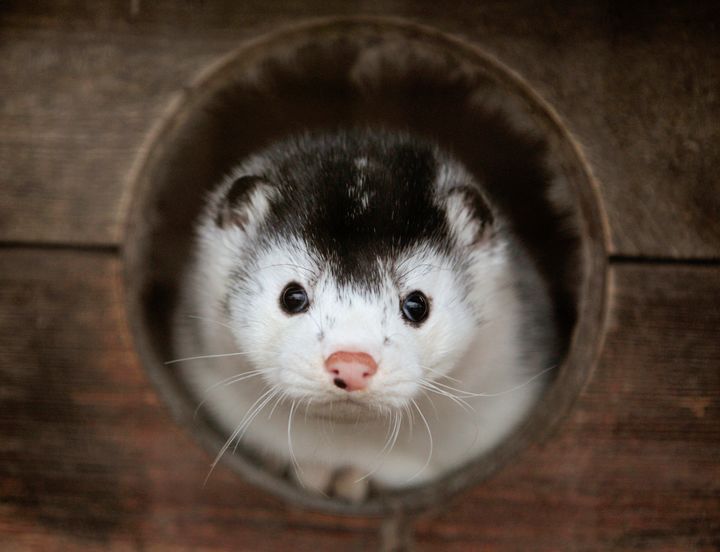 A mink looks out of its cage at a fur farm near the town of Kalinkovichi in Belarus. San Francisco is one signature away from outlawing the sale of fur in its city.