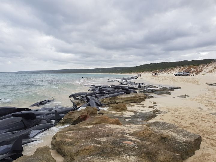Stranded whales at Hamelin Bay beach on Friday 