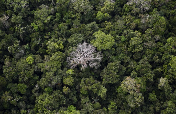 An aerial view of the Amazon Rainforest at the Bom Futuro National Forest in Port Velho, Brazil.