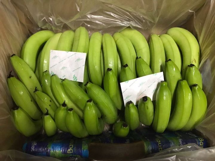 Bananas packaged with two small transit filters. 