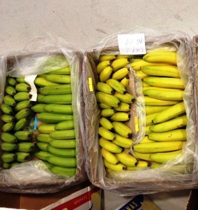 Bananas transported with the filters (left) compared to those transported without (right). 