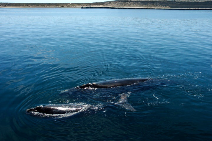 A southern right whale and its calf swim just off the shore of the Puerto Piramides, Argentina, on Oct. 31, 2008. Researchers did not see any new North Atlantic right whale calves this calving season.