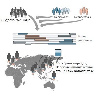 Γραφική αναπαράσταση των δύο συμβάντων εισδοχής DNA Denisovan σε πληθυσμούς Homo sapiens.