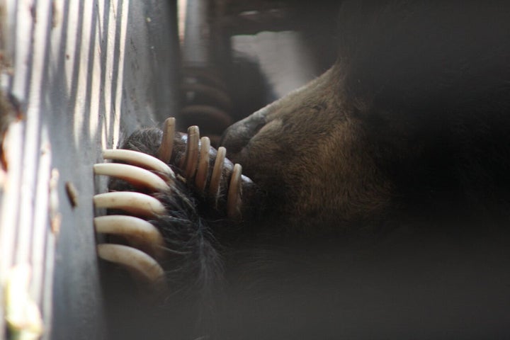 Rangila in an enclosure at The Central Zoo in Nepal.