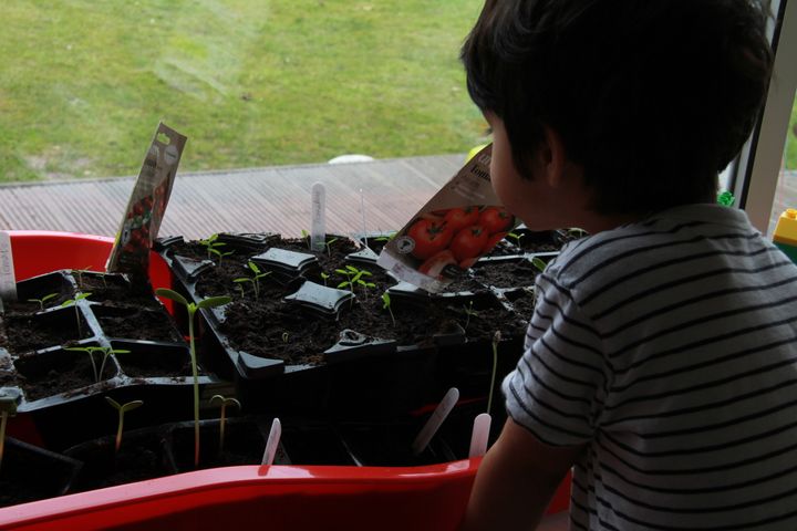 counting seedlings