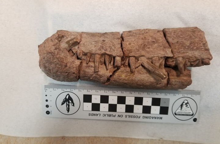 The snout of the phytosaur Pravusuchus discovered within the original boundary of Bears Ears National Monument.