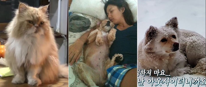 효리네 민박집의 또 다른 주인들. 왼쪽부터 미미, 순심이, 고실이.