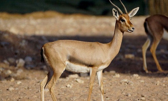 gazelle gazelle