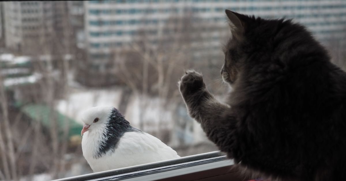 Птичка стучит в окно. Кошка на окне. Птица на подоконнике. Голубь на подоконнике. Кошка на подоконнике.