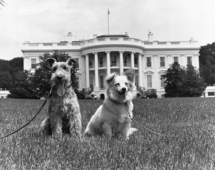 Kennedy family dogs Charlie (a Welsh terrier) and Pushinka (a mixed-breed dog given as a gift from Soviet leader Nikita Khrushchev). 