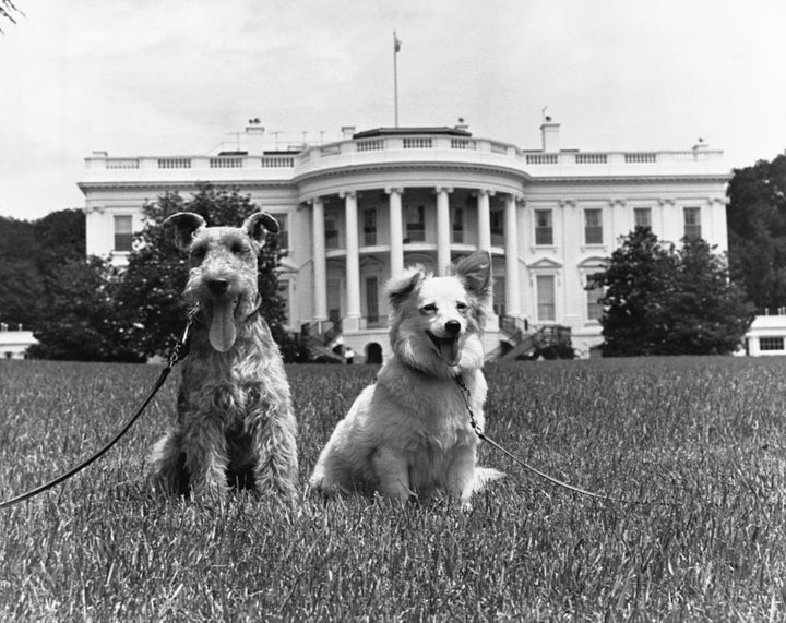 Kennedy family dogs Charlie (a Welsh terrier) and Pushinka (a mixed-breed dog given as a gift from Soviet leader Nikita Khrushchev).