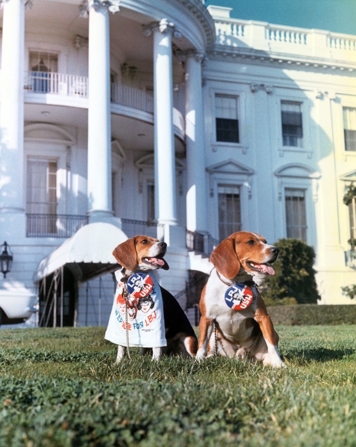 Johnson's beagles wear campaign buttons in 1964. 