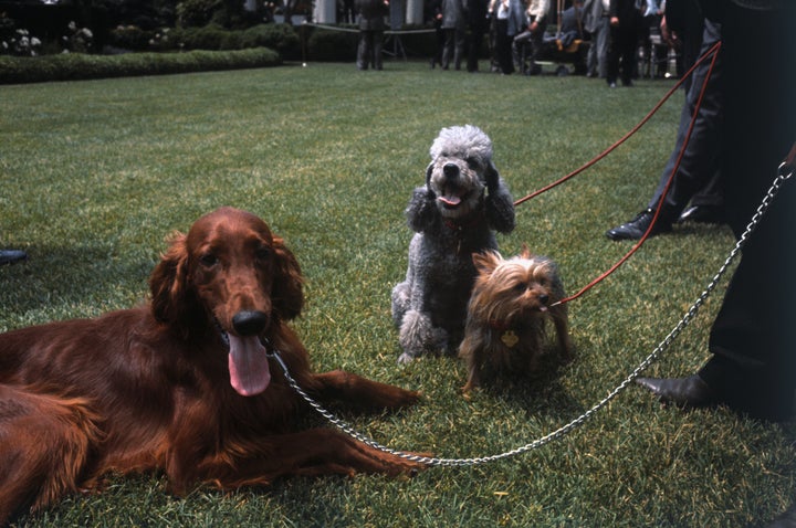 King Timahoe, Pasha and Vicky on the White House lawn in 1969.