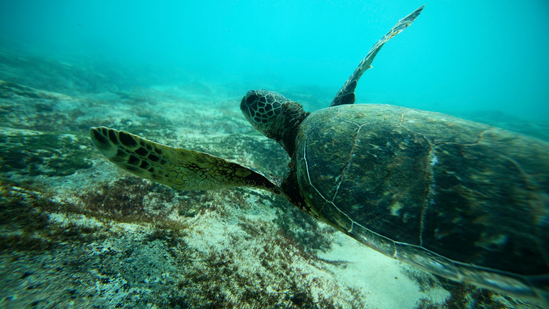 Can Turtles Flip Themselves Over In Water at Austin Bavister blog
