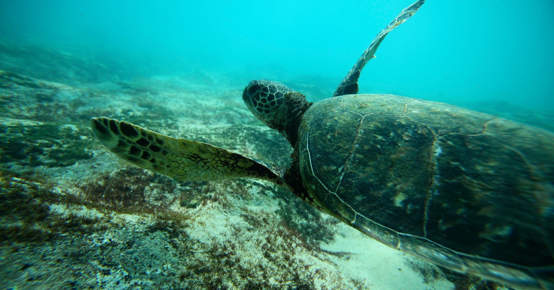 sea-turtles-use-their-flippers-like-clunky-adorable-arms-to-obtain