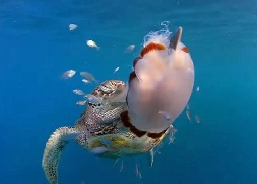 A green turtle swiping the stinging jellyfish (Cyanea barkeri) in the water column at Hook Island, Queensland, Australia, tak