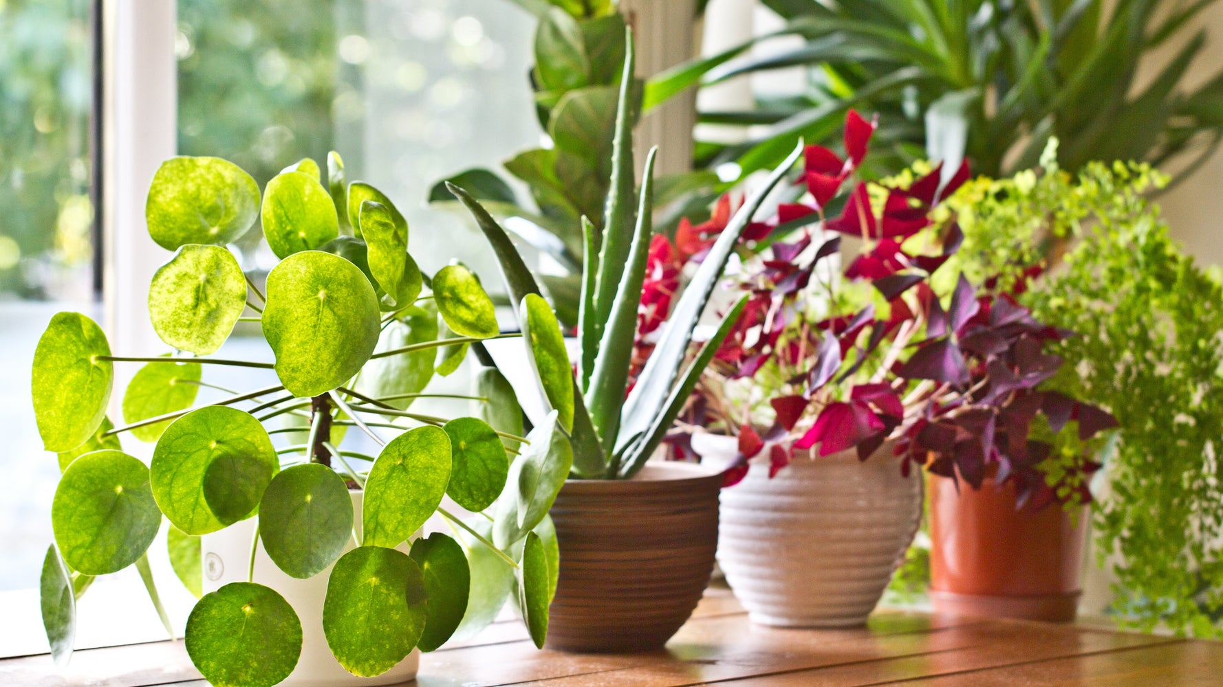 7 Underrated Places To Buy Houseplants Online Huffpost Life