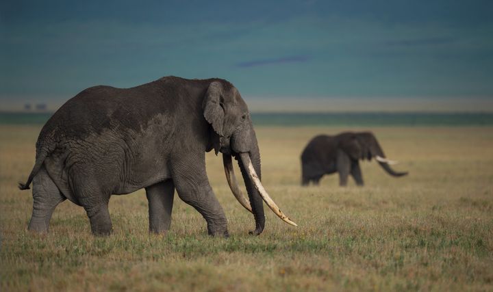 "The abhorrent ivory trade should become a thing of the past," Britain's environment secretary said Tuesday.