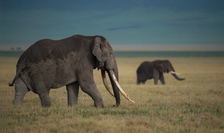 "The abhorrent ivory trade should become a thing of the past," Britain's environment secretary said Tuesday.