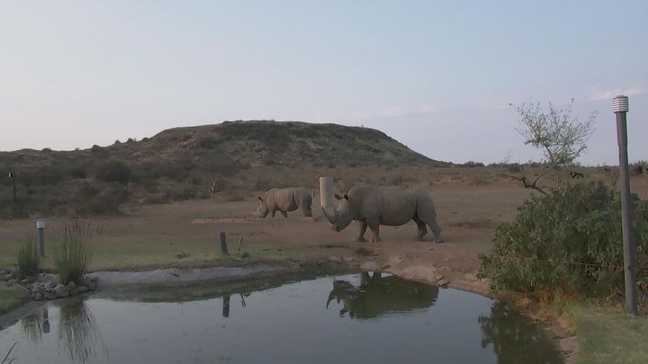 South African rhinos in visible light.