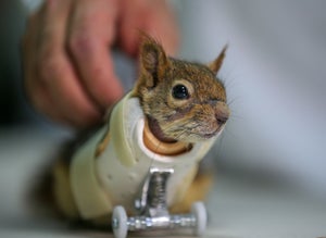 Squirrels Huffpost Uk