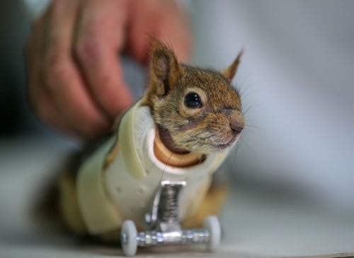 Squirrel Who Lost Paws In Trap Gets Prosthetic Wheels | HuffPost Weird News