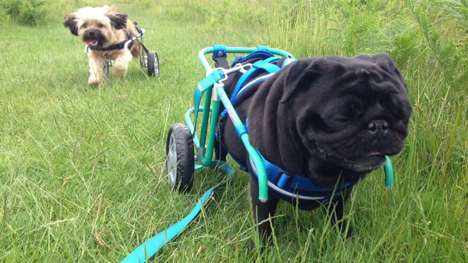 Couple Spend Spare Time Building Wheelchairs For Disabled Rescue Dogs