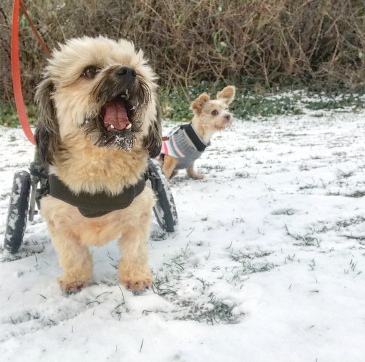 The couple's dog Ottto (front). 