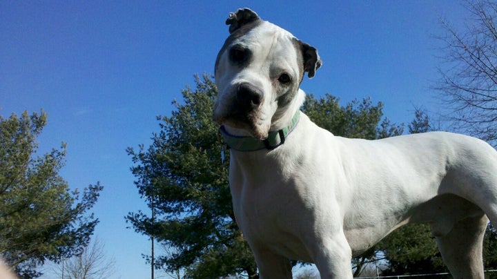 Taking a break from fetch at the park -- this is his "more please" face.